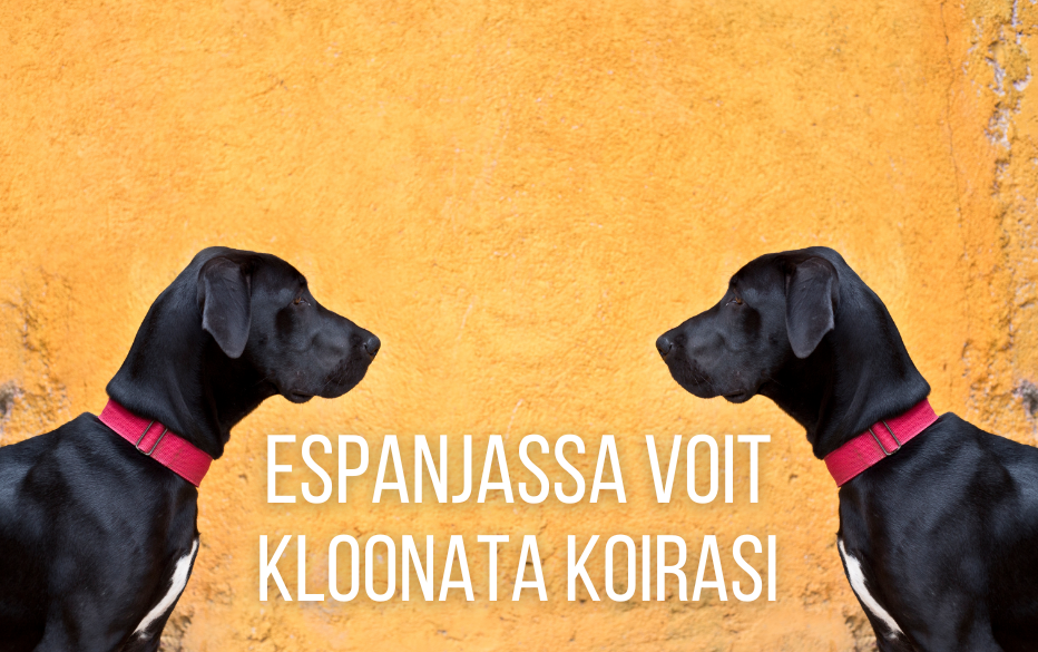 Nyt voit kloonata lemmikkisi Espanjassa